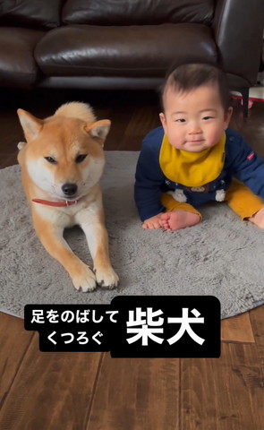 赤ちゃんと並んで伏せするワンコ