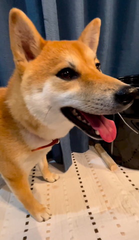 ワンコ笑顔アップ