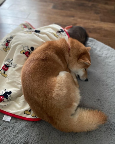 赤ちゃんと添い寝するワンコ後ろ姿