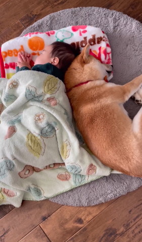 赤ちゃんと背中合わせて寝るワンコ