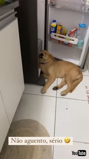 涼むアポロちゃん