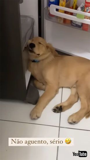 幸せ顔を見せるアポロちゃん