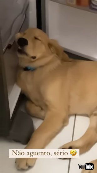 顔が崩れているアポロちゃん