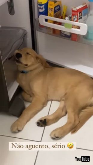 眠り続けるアポロちゃん