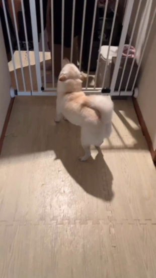 柵の向こうを見る犬