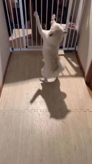 二本足で立つ犬