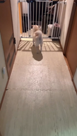 柵越しに見る犬