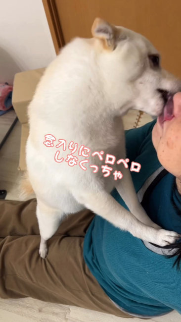 入念になめる犬