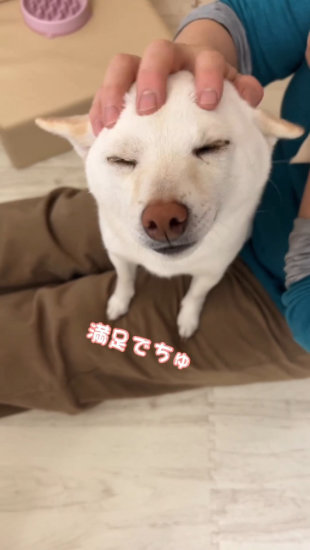 膝に乗る犬