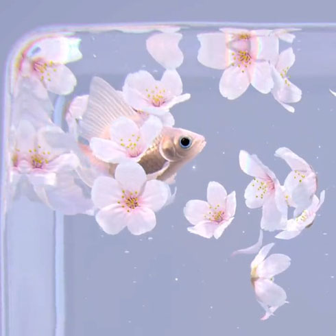 金魚CG