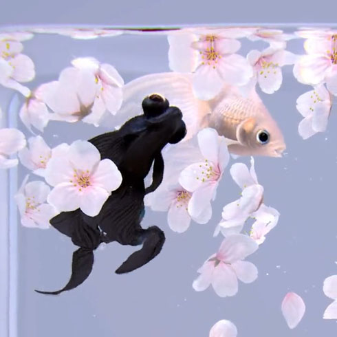 金魚CG