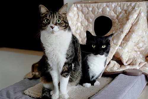 うにくんとあおばくん