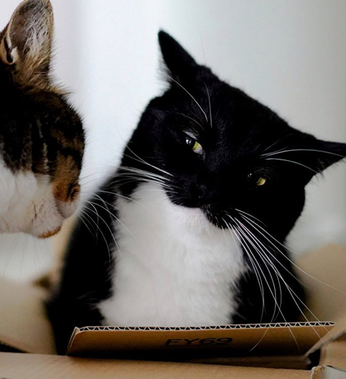 2枚目トリミング