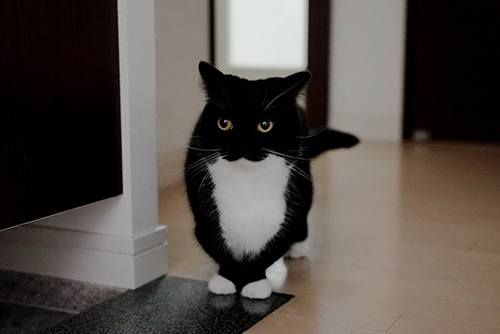 威嚇中うにくん