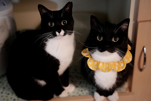 うにくんとよるちゃん