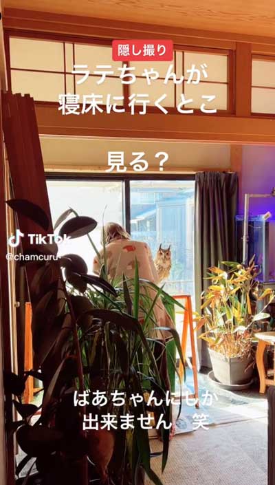 おばあちゃんとみみずく