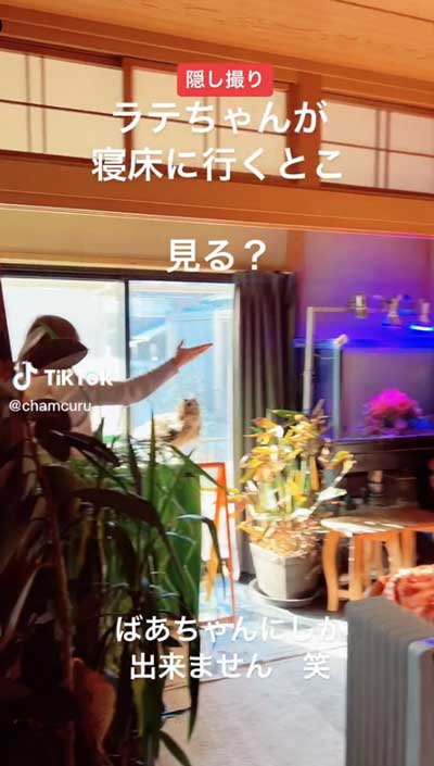 指示を聞いたミミズク