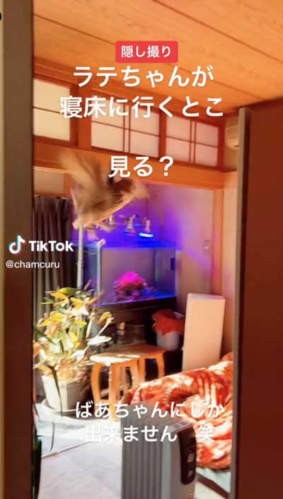 寝床に向かうミミズク