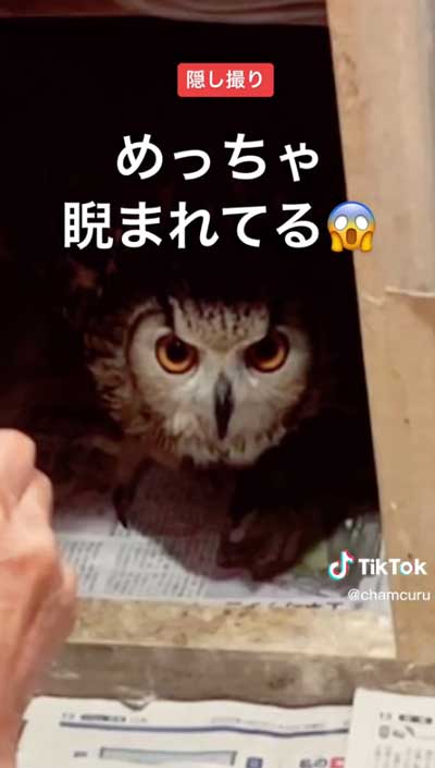 気付いたミミズク