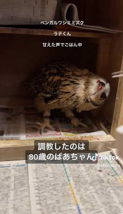 食べさせてもらうミミズク