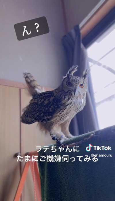 お返事するミミズク