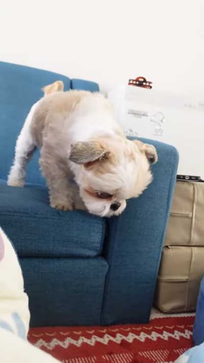 探すワンコ
