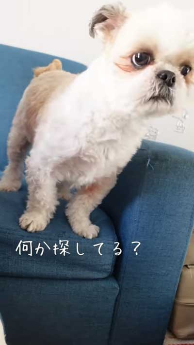 シーズー 犬 探し物 かわいい おもちゃ