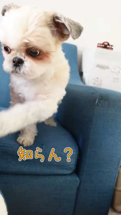 訴える犬