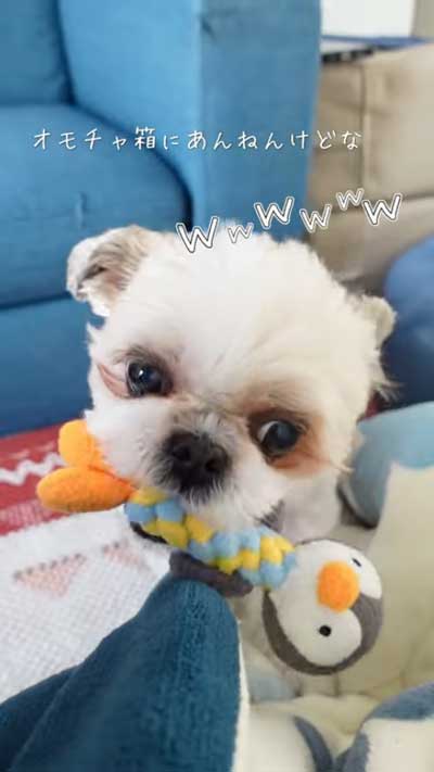 うれしそうな犬