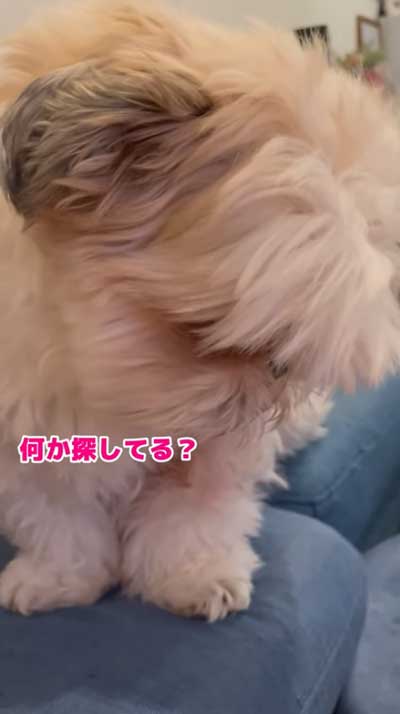 探しものワンコ