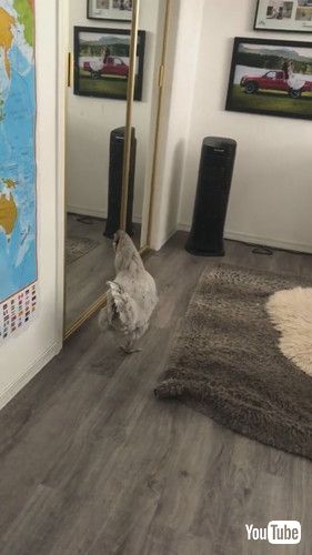 「Hen Fights Her Reflection || ViralHog」