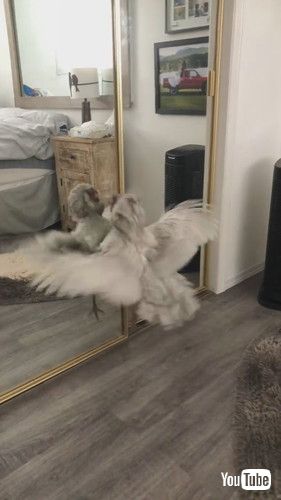 「Hen Fights Her Reflection || ViralHog」