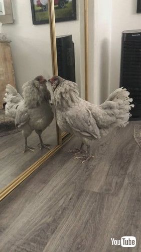 「Hen Fights Her Reflection || ViralHog」