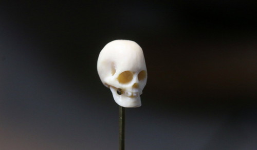 おいっ子くんのお願い