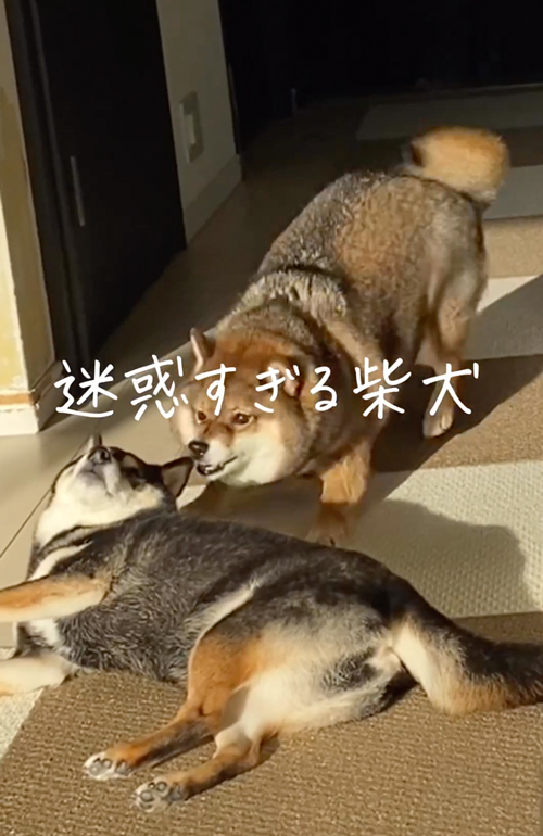 2匹の柴犬