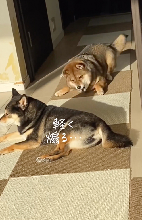 遊びたい柴犬