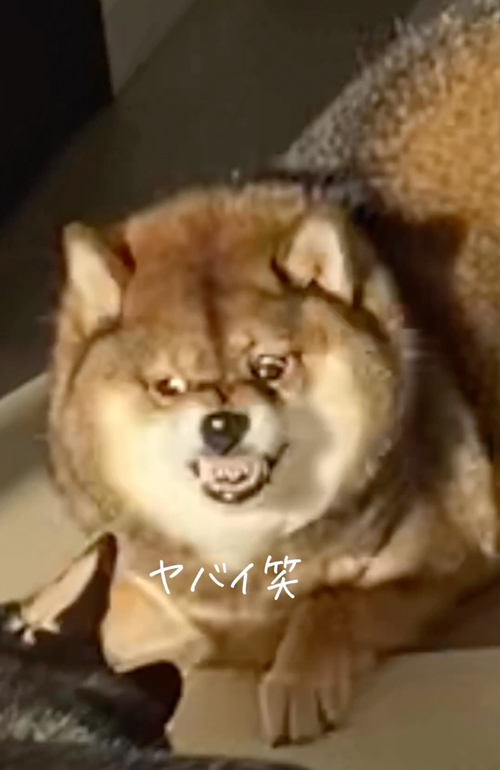 必死の形相の柴犬
