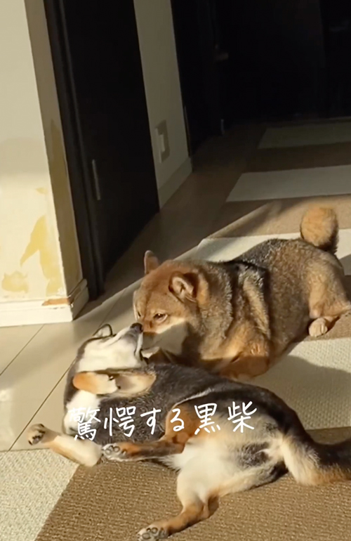 かまって欲しさがはちきれている柴犬
