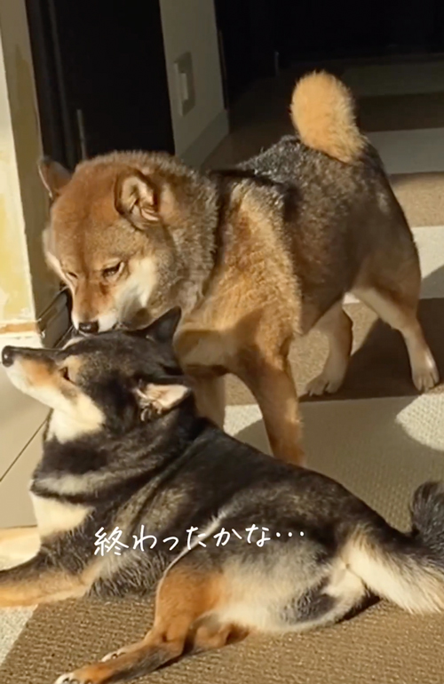 かまって欲しさがはちきれている柴犬