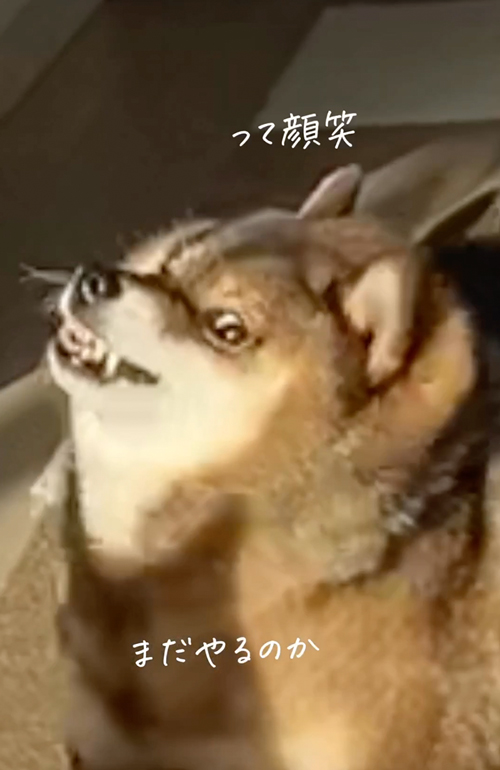 かまって欲しさがはちきれている柴犬