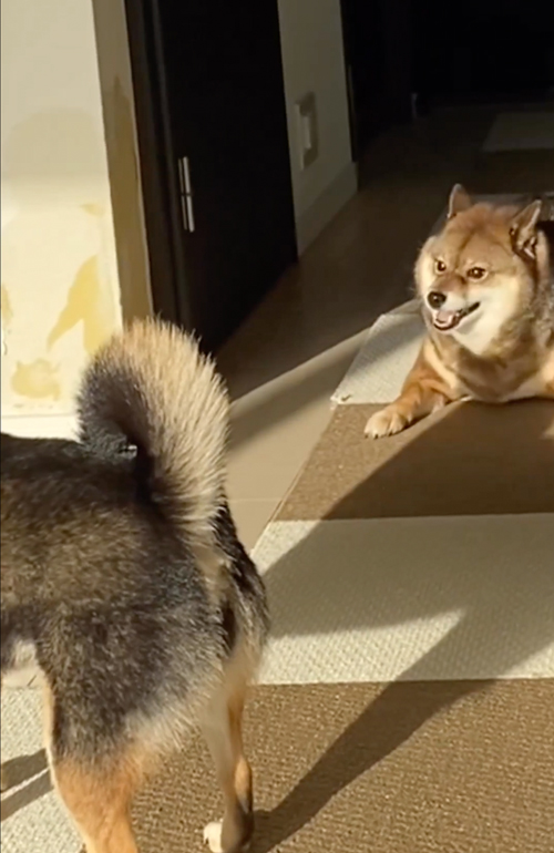 かまって欲しさがはちきれている柴犬