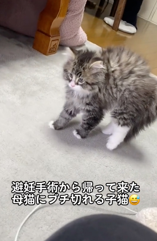 母猫を警戒する子猫