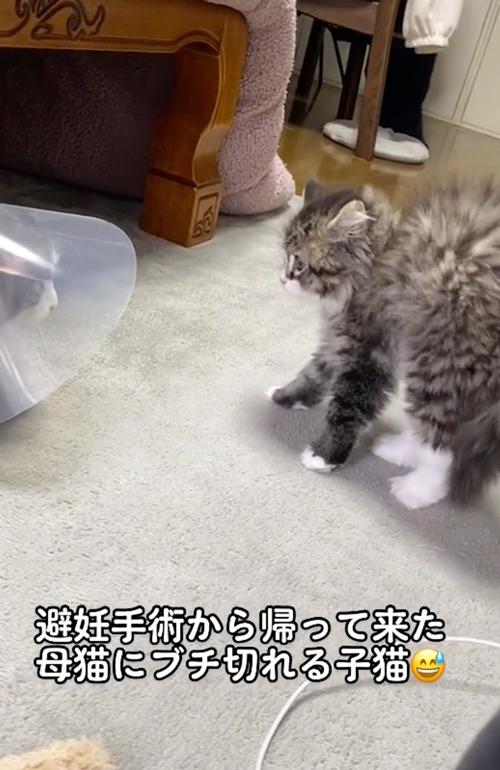 母猫を警戒する子猫