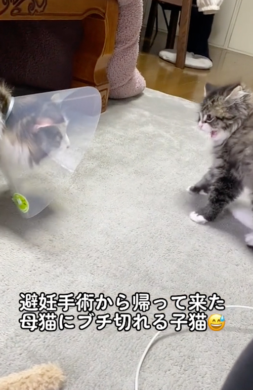 母猫を警戒する子猫