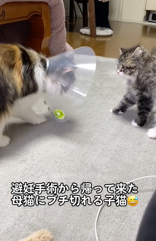 母猫を警戒する子猫