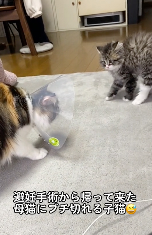 母猫を警戒する子猫