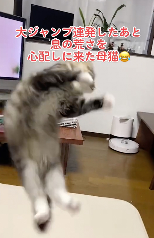 はしゃぎすぎた子猫