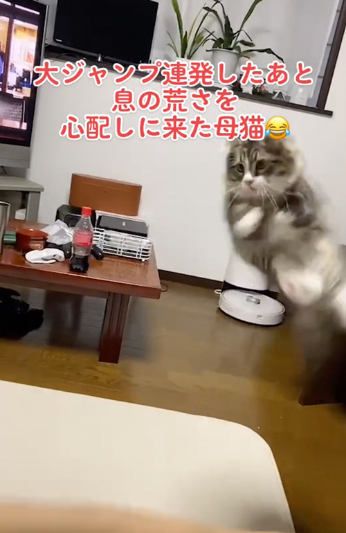 はしゃぎすぎた子猫