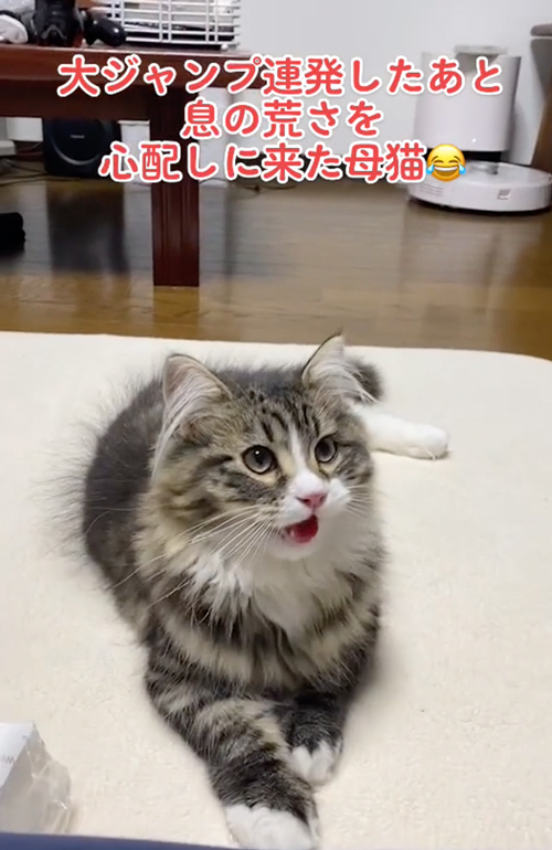 はしゃぎすぎた子猫