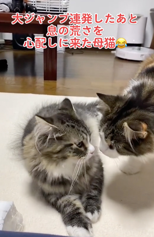 はしゃぎすぎた子猫